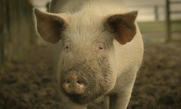 Midlands Review Of When Pigs Escape